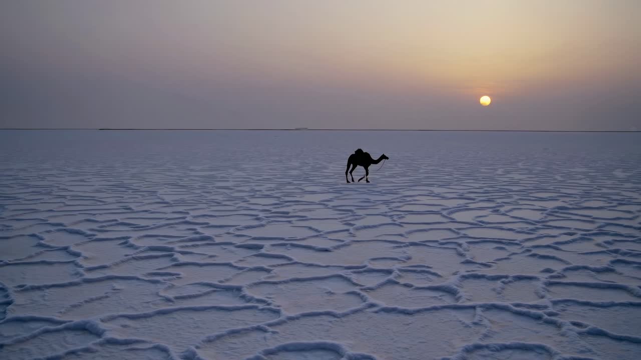 Camel on a Salt Flat at Sunrise