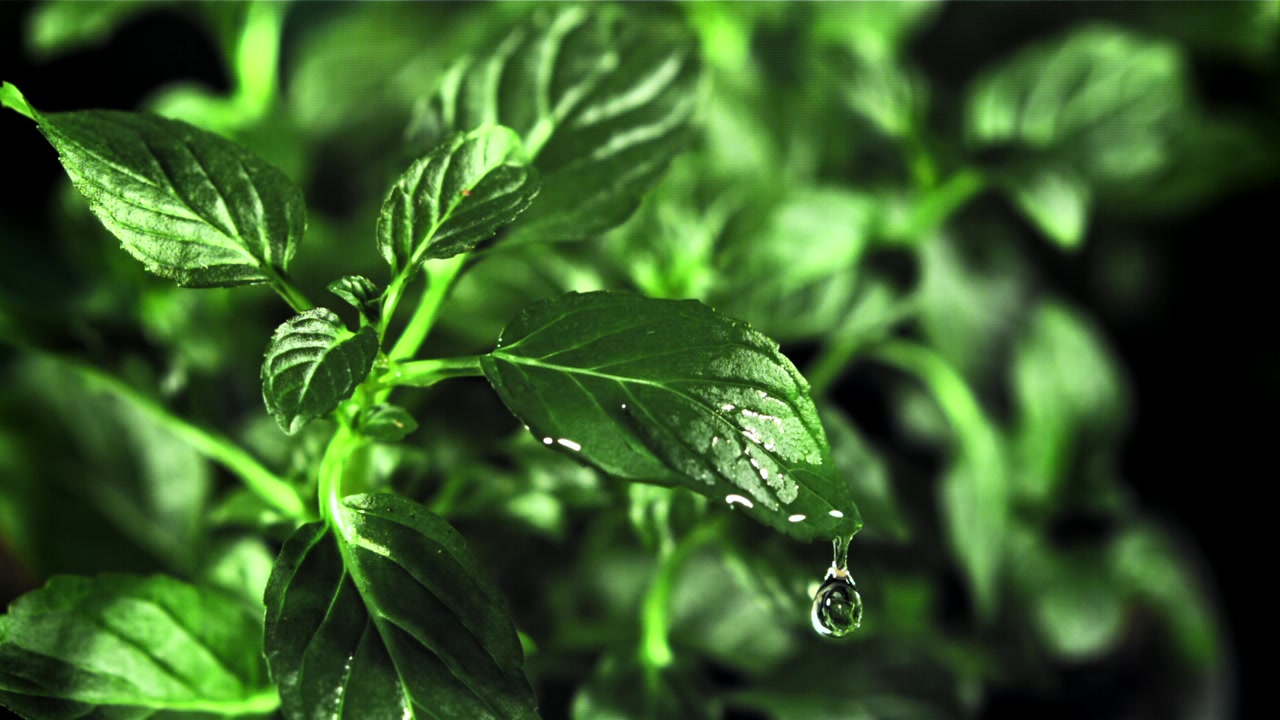 Goccia d'acqua che cade al rallentatore da una foglia di pianta di un verde vibrante