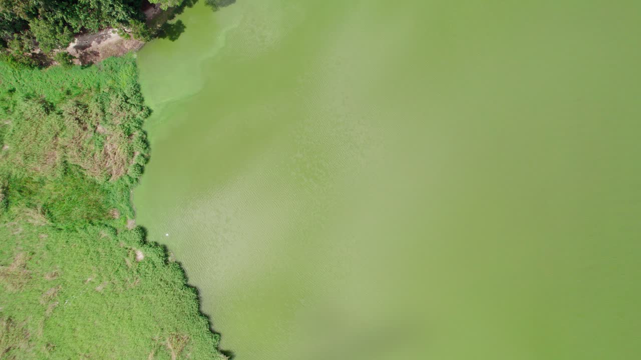 Aerial spiral zenithal zoom in over a green-colored lake in Cobán, Guatemala, showing shore vegetation and water surface detail under sunny daylight