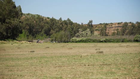 pacas de paja seca compactadas por un tractor en un día soleado