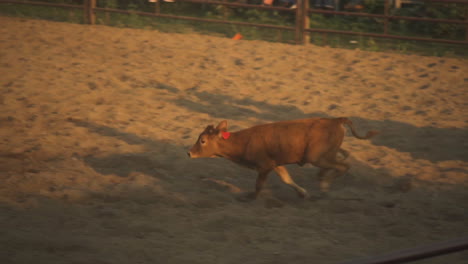 toma en cámara lenta de vaca corriendo en el rodeo y vaquero atando para atrapar a la vaca