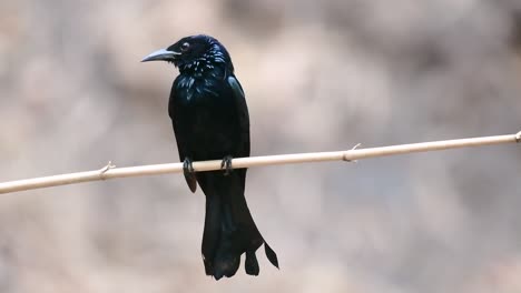 Der-Haarhauben-Drongo-Oder-Ist-In-Asien-Ein-Vogel-Aus-Der-Familie-Der-Dicruridae,-Der-Mit-Dicrurus-Bracteatus-Oder-Spangled-Drongo-Konspezifisch-War,-Bei-Dem-Es-Schwierig-Sein-Kann,-Ihn-Voneinander-Zu-Unterscheiden