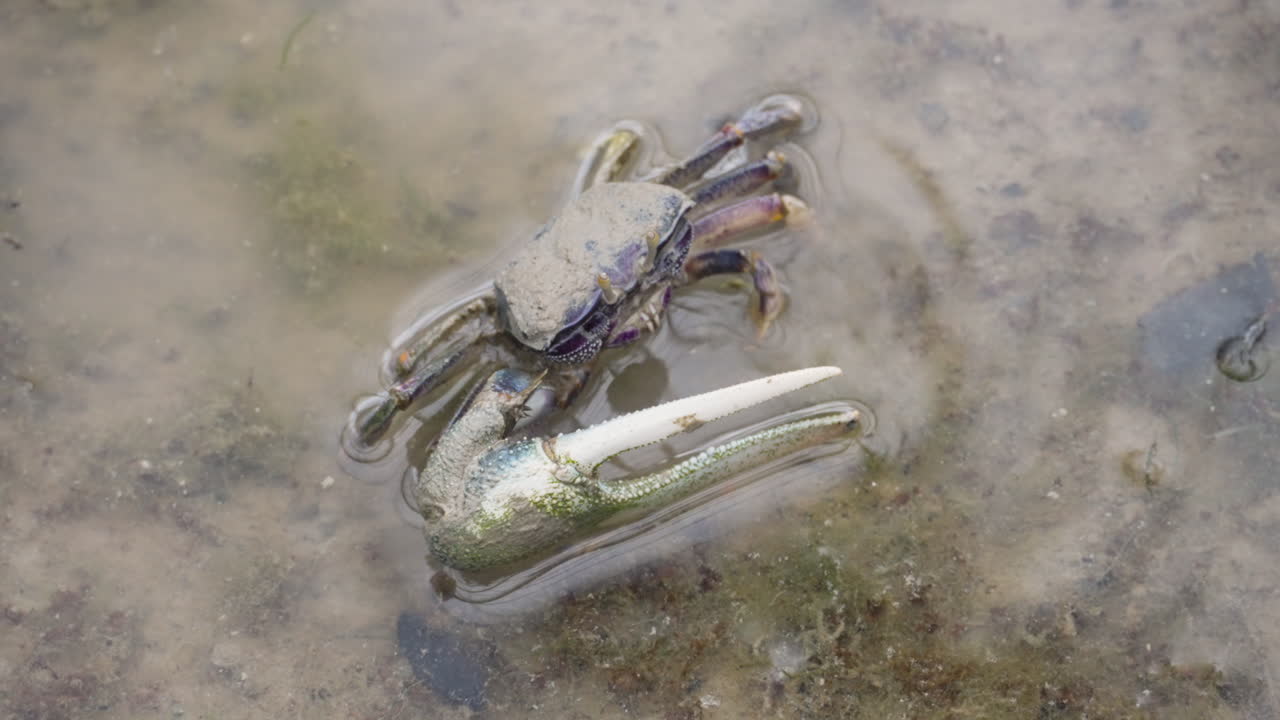 Freshwater crab enjoy pond, close up view