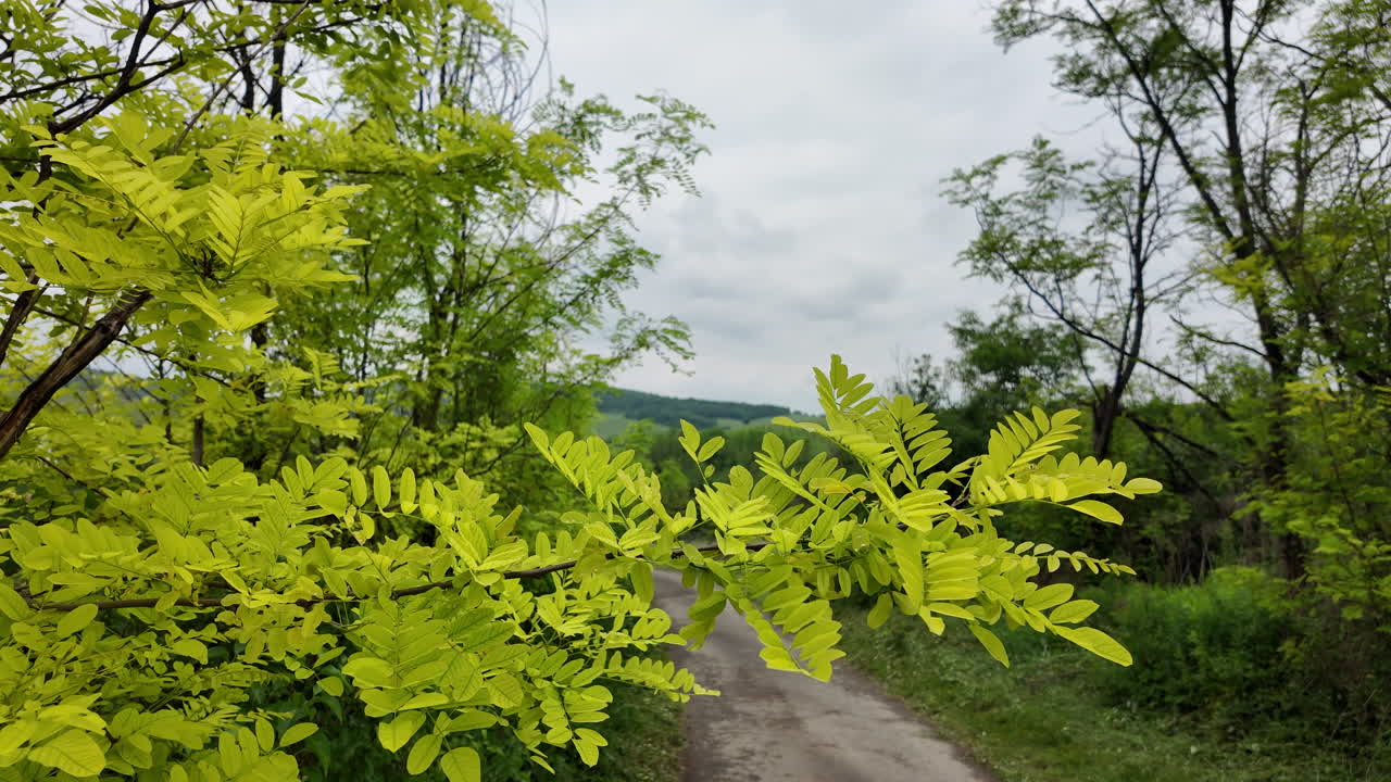la brisa de primavera balanceando la rama de la acacia