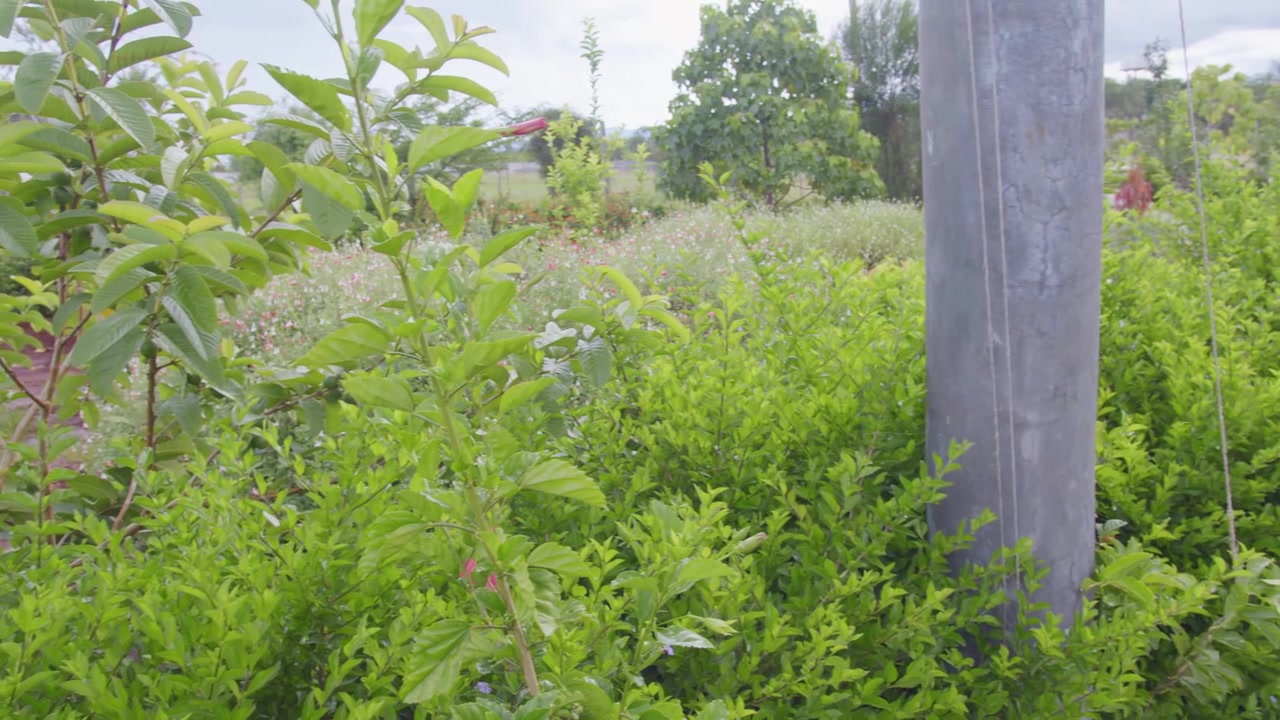 Giardino fiorito e vegetazione 1