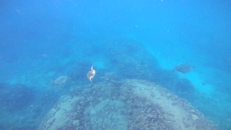 green sea turtles chelonia mydas swimming underwater in