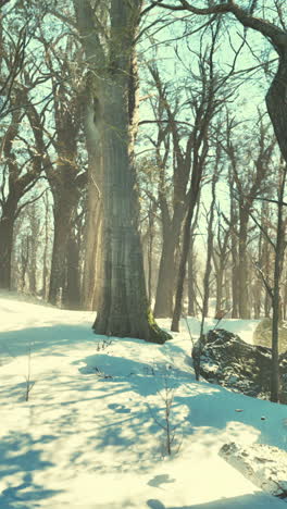 sunbeams in a snowy forest