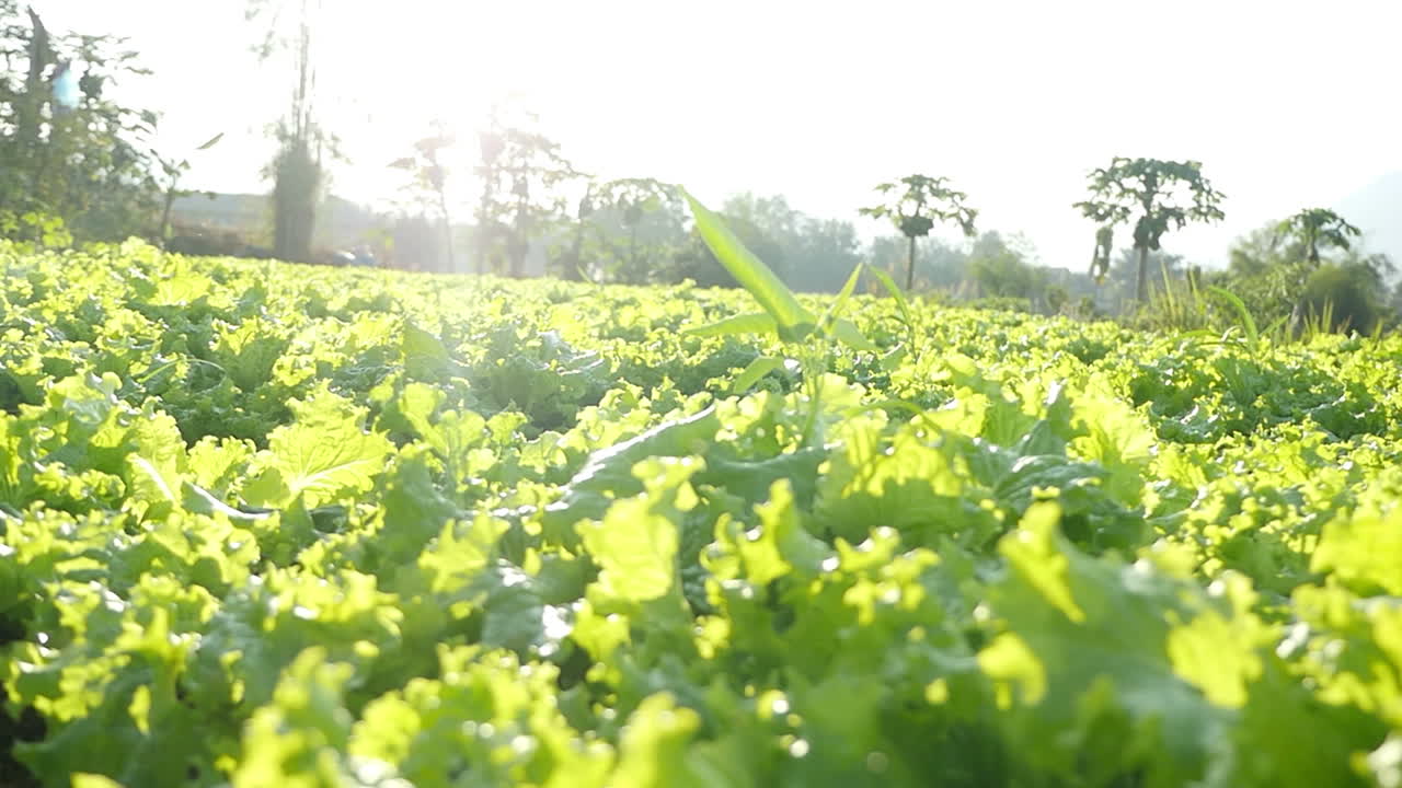 Lettuce Field in the Sunlight