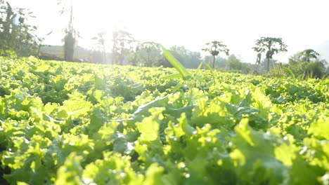 lettuce field in the sunlight