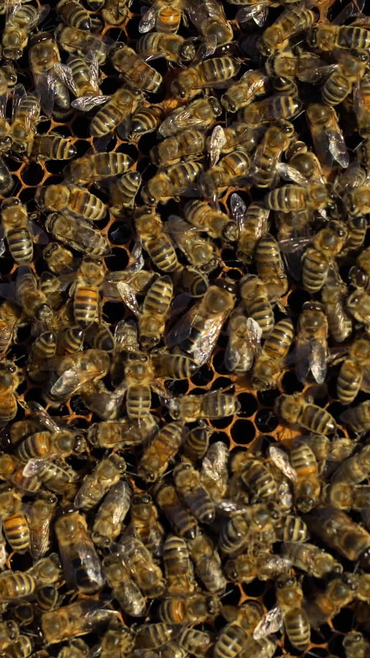 Bees collect nectar. Life inside the hive. Beehive in the apiary. Close-up Vertical video