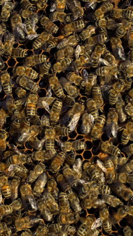 bees collect nectar. life inside the hive. beehive in the apiary. close-up vertical video