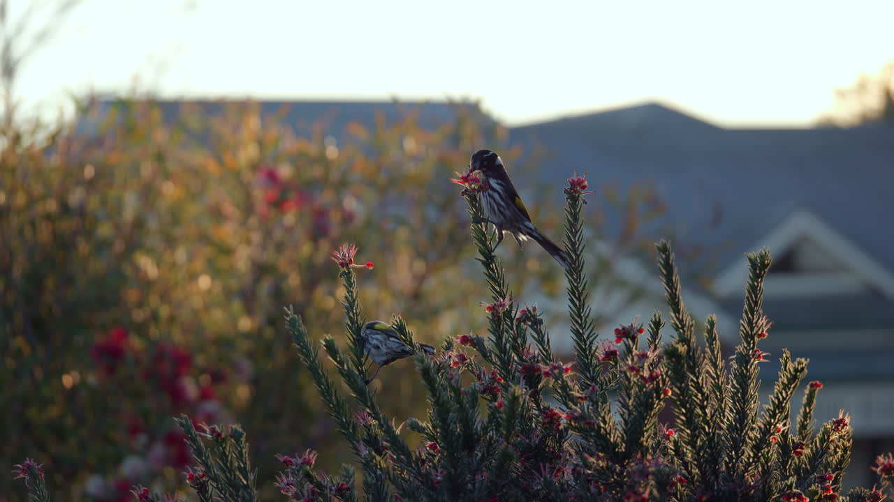 New Holland Honeyeaters Sucking On Grevillea Flowers Nectar In Morning