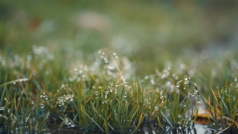 Eine-Makroaufnahme-Von-Grünem-Gras-Mit-Tautropfen