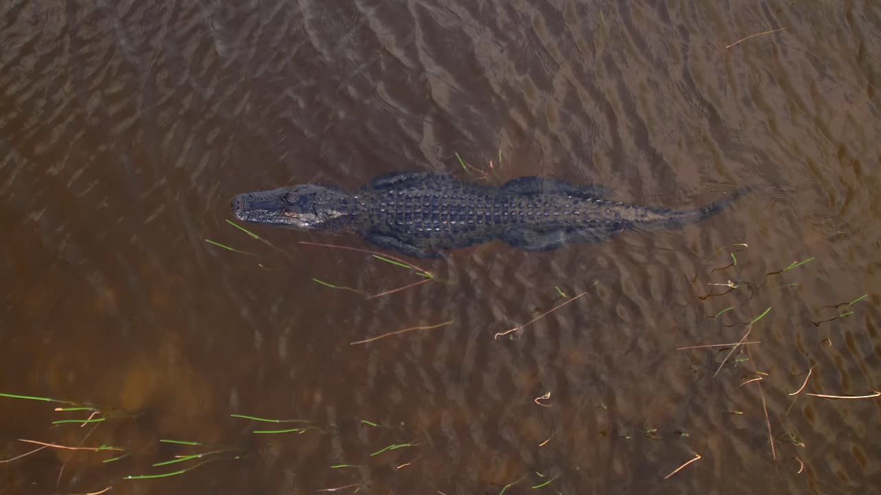 un cocodrilo nadando en el aire a lo largo de las malezas en los everglades