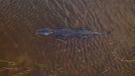 alligator aerial swimming along weeds in everglades