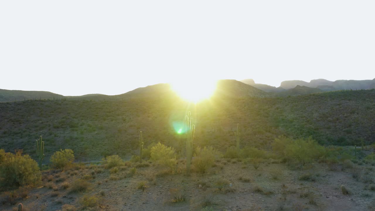 clúster de cactus saguaro parado alrededor del desierto de sonora con fondo de puesta de sol