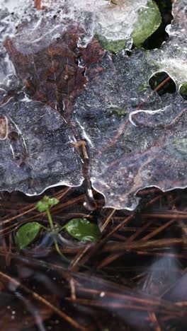 Ice-block-and-sticks-in-river