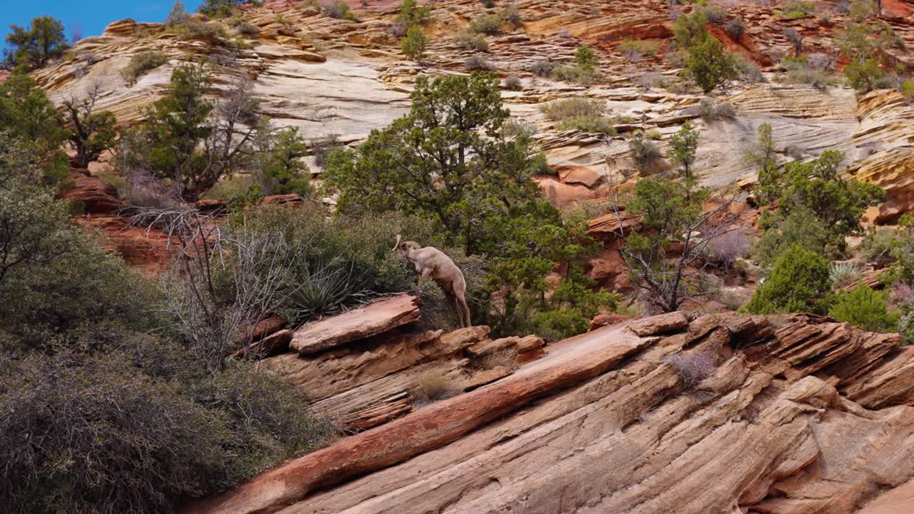 Bighorn sheep roaming about in Zion National Park, Utah.