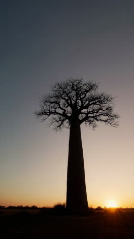 majestic baobab tree silhouette at sunset