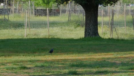 Una-Grajilla-Occidental-Cerca-De-Un-árbol