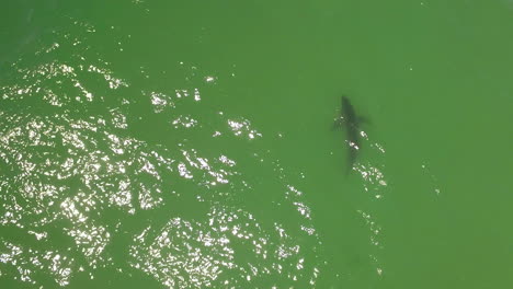 Vista-Aérea-Over-A-Great-White-Tiburón-Swimming-Offshore-Along-The-California-Coast-1