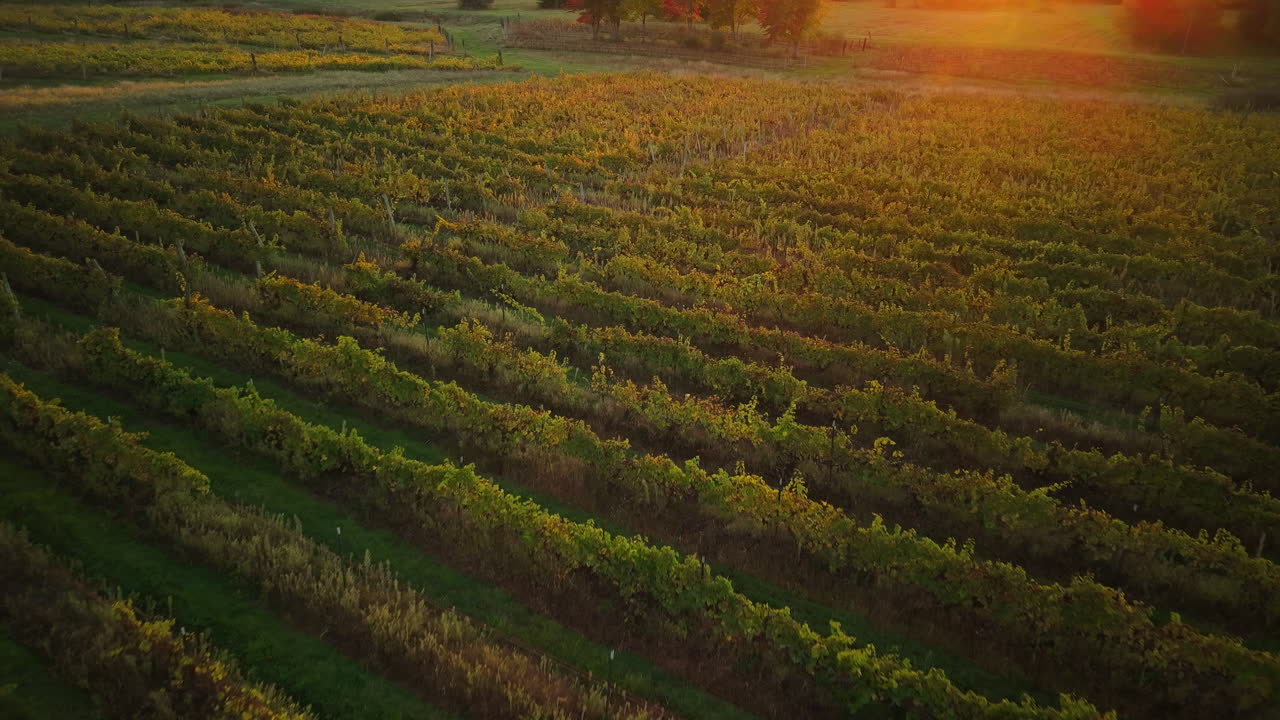 Vista aerea di una vigna al tramonto