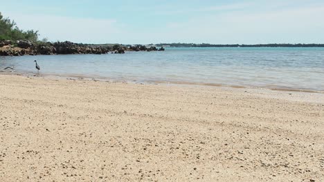 heron on a tropical beach.