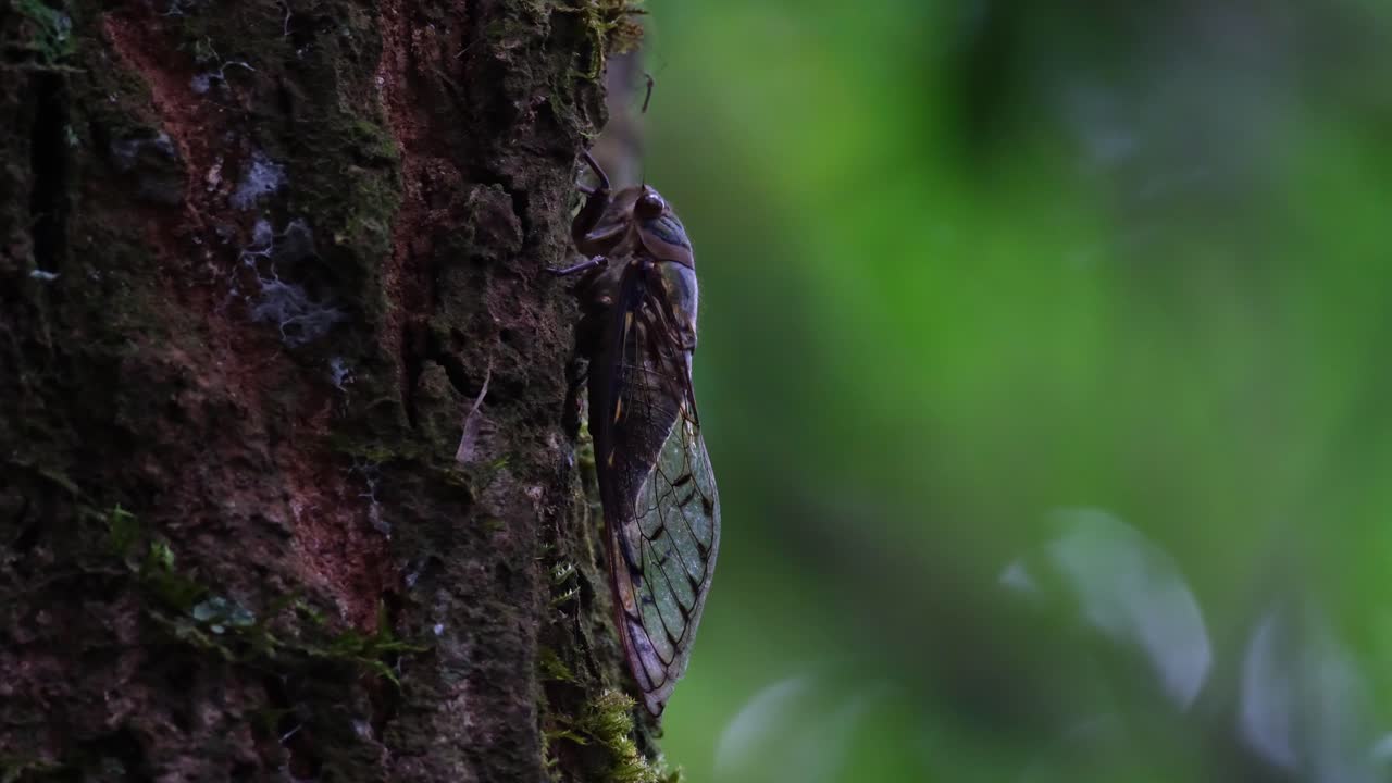 Riprese del suo lato nel profondo della foresta mentre riposa, Cicala, Emitteri, Thailandia.