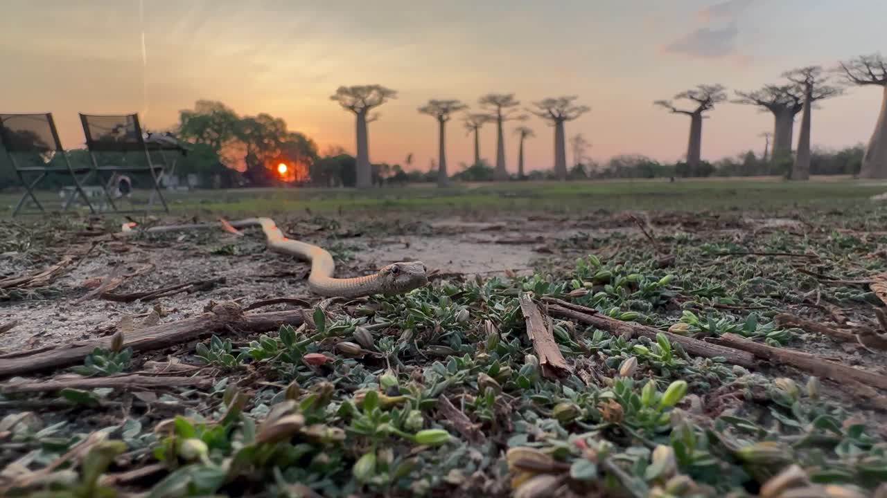 Ular bermata besar umum (Mimophis mahfalensis) saat matahari terbenam di dekat Jalan Baobab. Madagaskar.