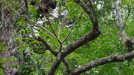 Moving-up-the-tree-looking-for-more-fruits-to-eat,-White-Handed-Gibbon-Hylobates-lar,-Thailand
