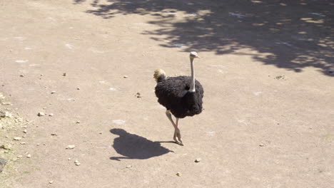 common ostrich walking on a sunny summer day at the zoo