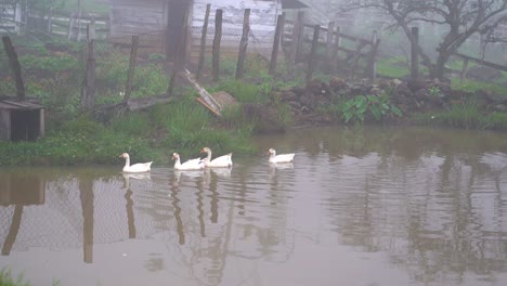 Gänse-Schwimmen-In-Formation