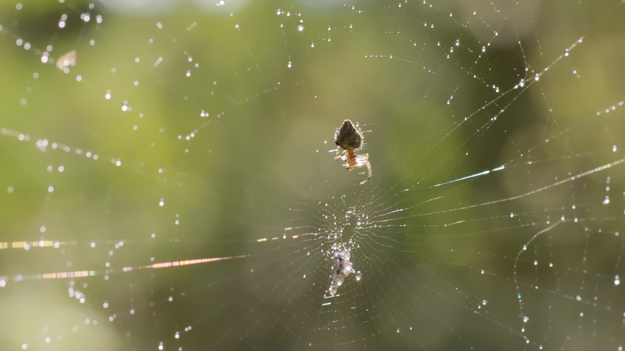 gotas de lluvia en la telaraña, telarañas en pequeñas gotas de lluvia.