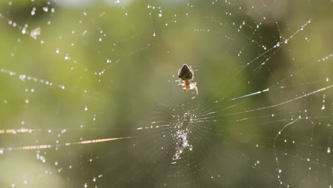 Regentropfen-Auf-Dem-Spinnennetz.-Spinnweben-In-Kleinen-Regentropfen.