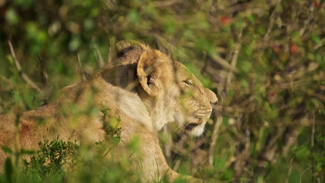 leeuw verbergt zich in de schaduw achter struiken in de weelderige graslanden, afrikaanse dieren koelen af in het hete maasai mara national reserve, kenia, afrika safari dieren in masai mara north conservancy