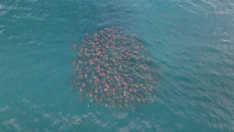 breathtaking drone footage of stingrays in a large group surfacing off baja california.