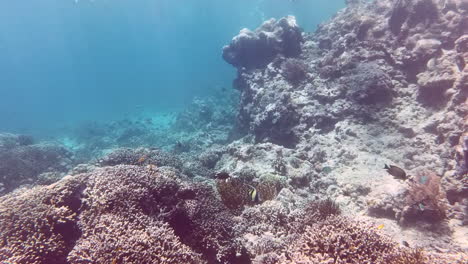 Stunning-coral-cliff-and-brightly-coloured-fish-while-snorkelling-in-the-crystal-clear-sea-waters-of-Pulau-Menjangan-island,-Bali,-Indonesia