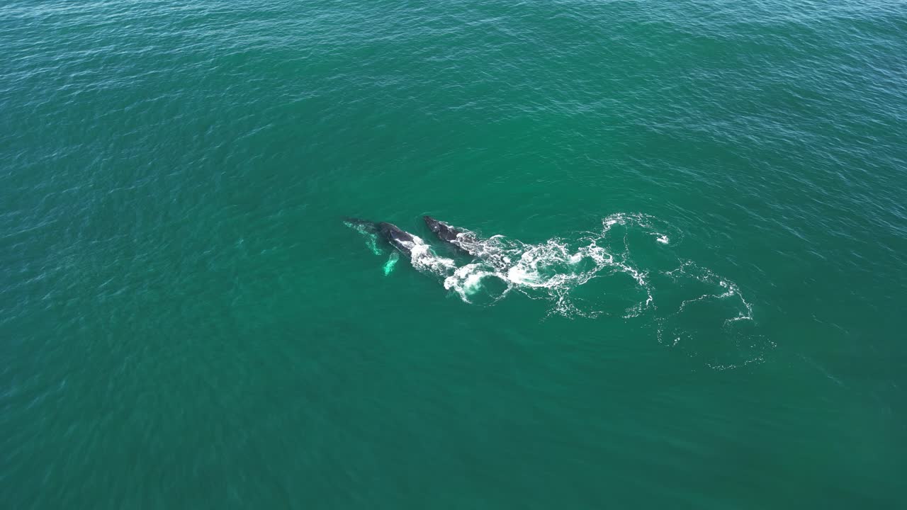두 마리의 수 고래가 암을 사귀는 동물의 짓기 행동을 보여줍니다.