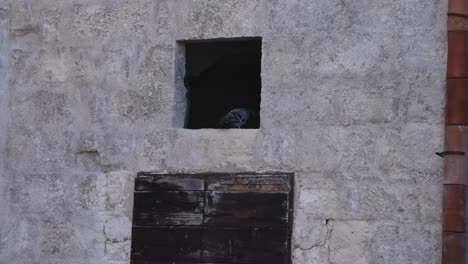 matera, itlay pigeon peaking out window