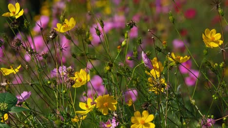 Eine-Person,-Die-Mit-Ihrer-Rechten-Hand-An-Einem-Sonnigen-Nachmittag-In-Khao-Yai,-Thailand,-Den-Kosmos,-Asteraceae-Und-Blumen-Streichelt-Und-Berührt