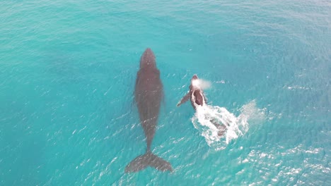 cook islands - rarotonga whale watching 6