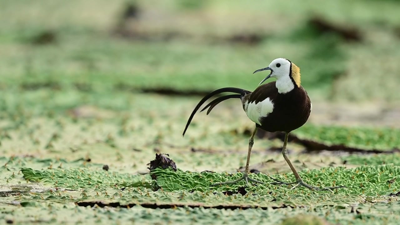 Video naturalistico cinematografico con un uccello acquatico selvatico che scivola con grazia su una rigogliosa palude botanica, illuminato da una morbida luce naturale e una splendida profondità di campo