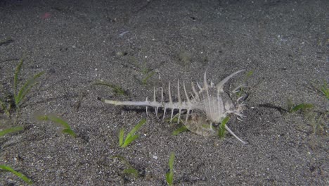 Venus-Comb-Murex-moving-in-the-sand,-Anilao,-Philippines-2-of-2-60fps