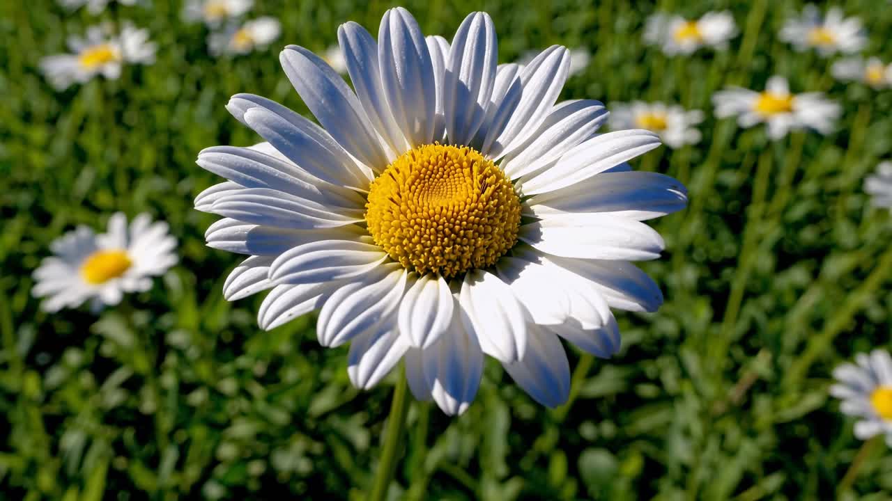 Fiore di margherita bianca che ondeggia dolcemente in un campo verde.