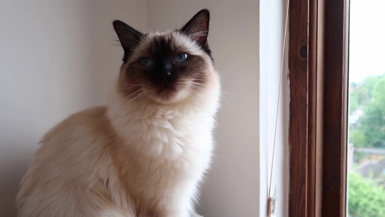Pencereden dışarıya bakan Ragdoll kedi.