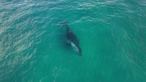 Madre-Y-Bebé-Ballenas-Jorobadas-En-Un-Paisaje-Marino-Turquesa-En-Australia---Disparo-Aéreo-De-Drones