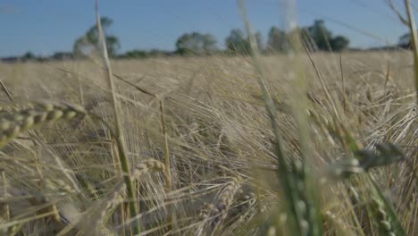 primer plano del campo de cultivo agrícola de grano en un día soleado de verano