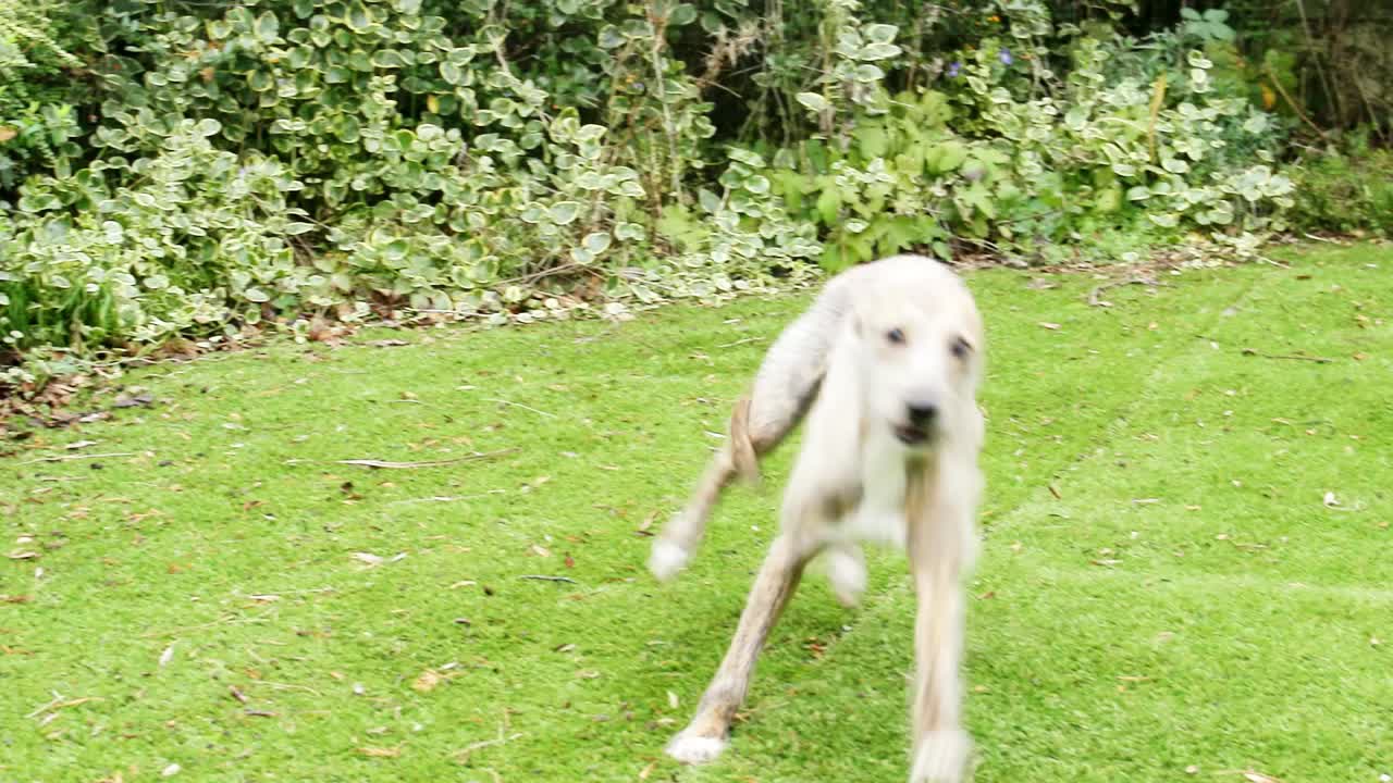 베들링턴 휘 강아지 가 느린 속도로 뒷마당 에서 놀고 있다