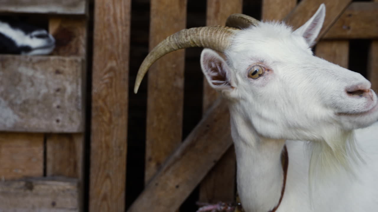 창고 에 있는  염소