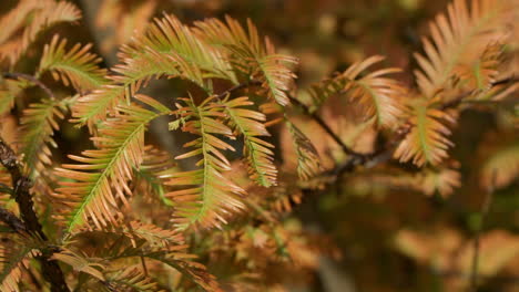 close view of dawn redwoods during autumn on a sunny day